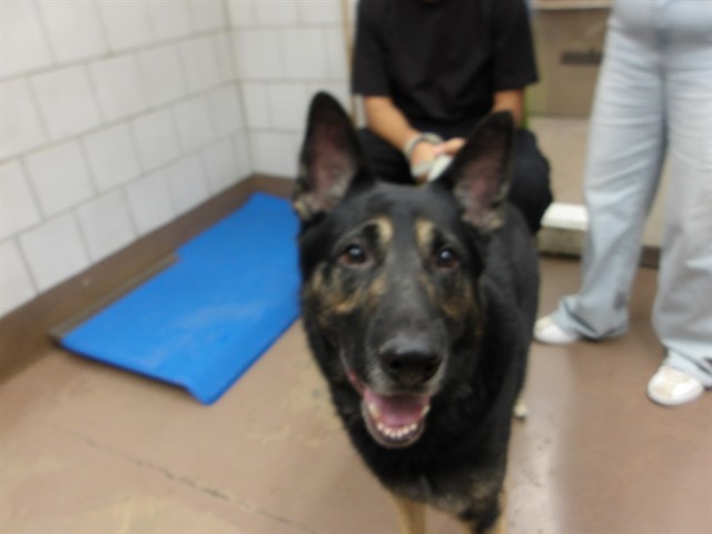Adoptable Dog