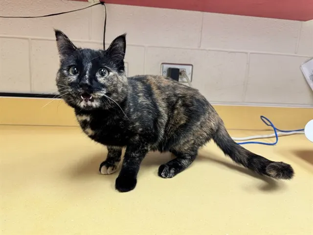 Meowy Queen Of Scots