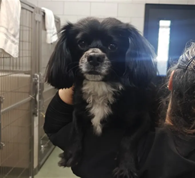 Adoptable Dog