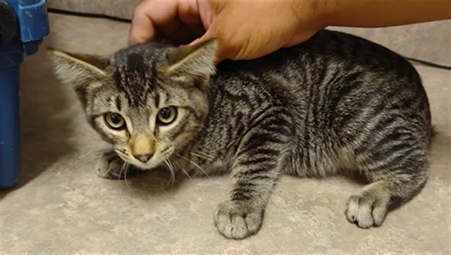 Adoptable Cat