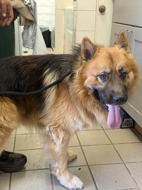 Adoptable Dog