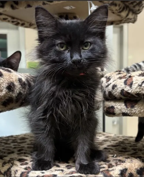 Fuzzy