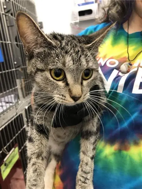 Adoptable Cat