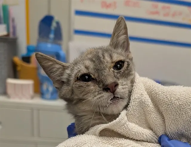 Adoptable Cat