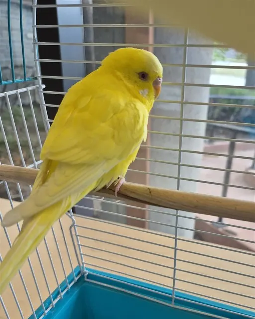 Lemon Pie