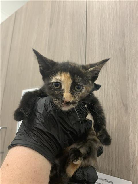 Adoptable Cat