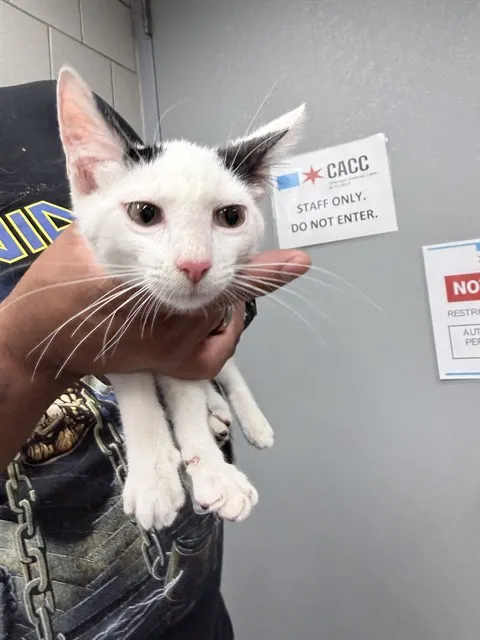Adoptable Cat