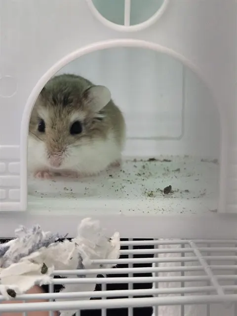 Lola Skumpy