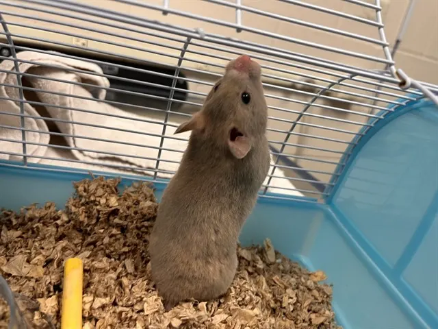 Curious