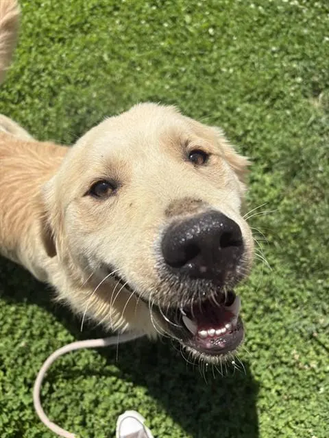Scout