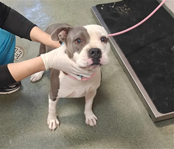 Adoptable Dog