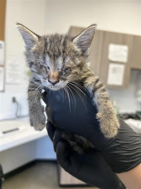 Adoptable Cat