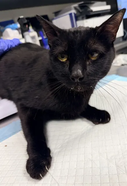 Blackie
