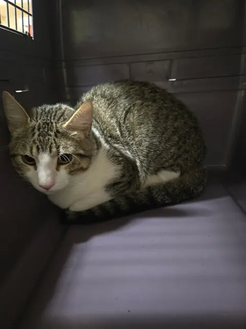 Adoptable Cat