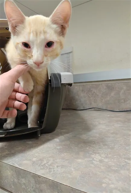 Adoptable Cat