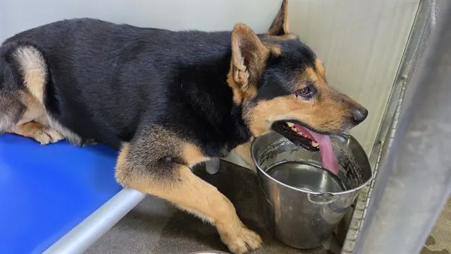 Adoptable Dog
