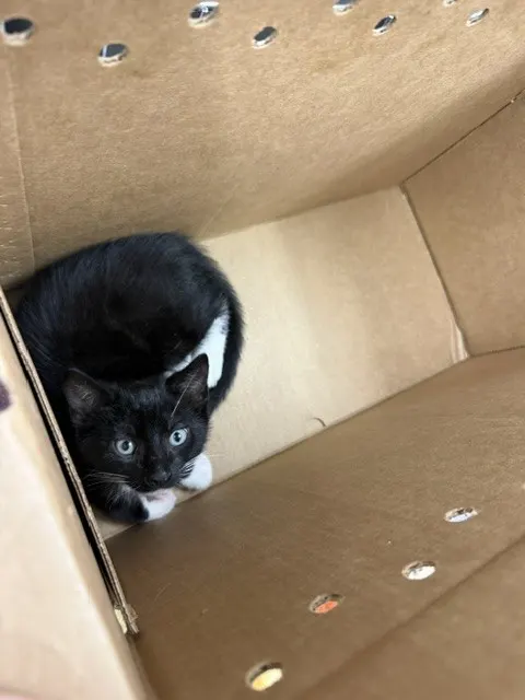 Adoptable Cat