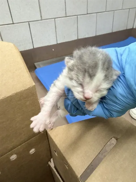 Adoptable Cat