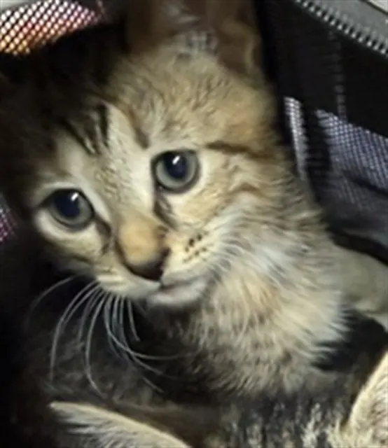 Adoptable Cat
