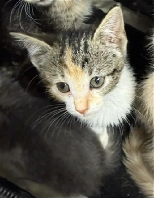 Adoptable Cat