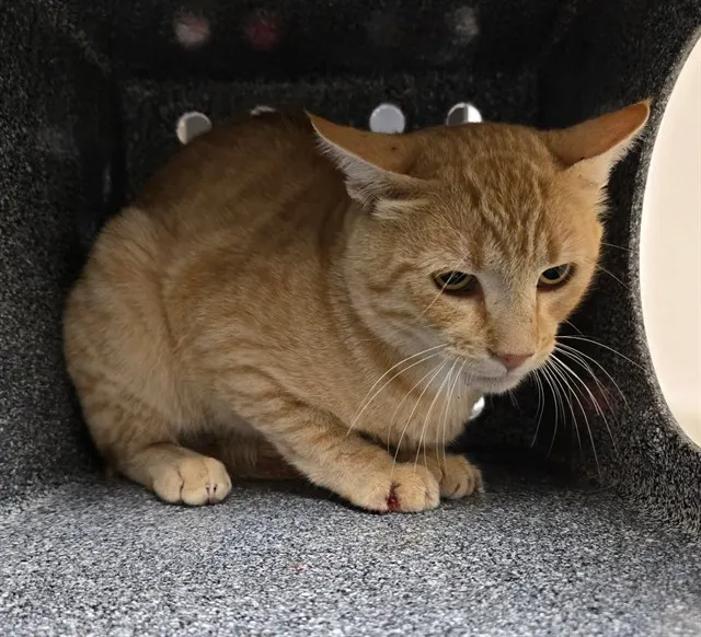 Adoptable Cat
