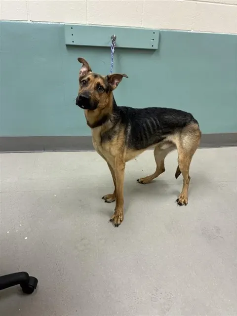 Adoptable Dog