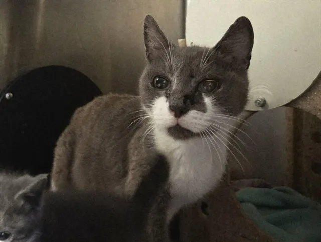 Adoptable Cat