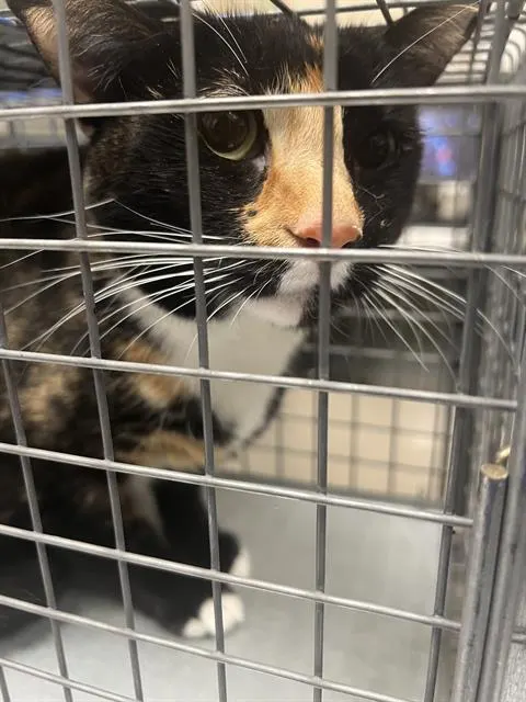 Mia