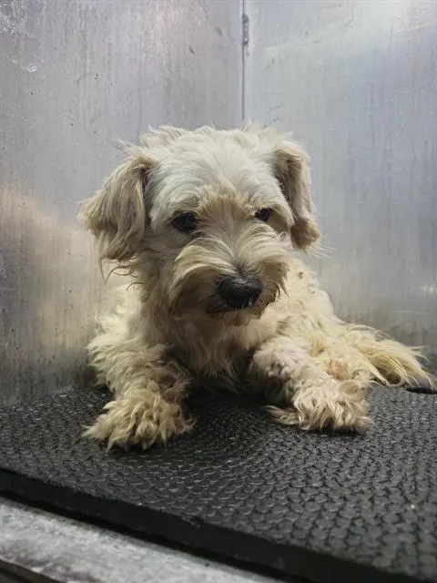 Tuffy