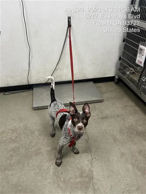 Adoptable Dog