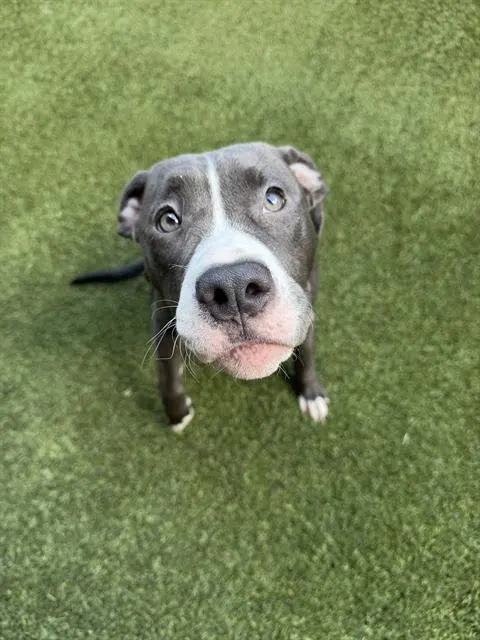 Lala