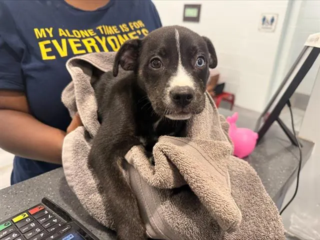 Adoptable Dog