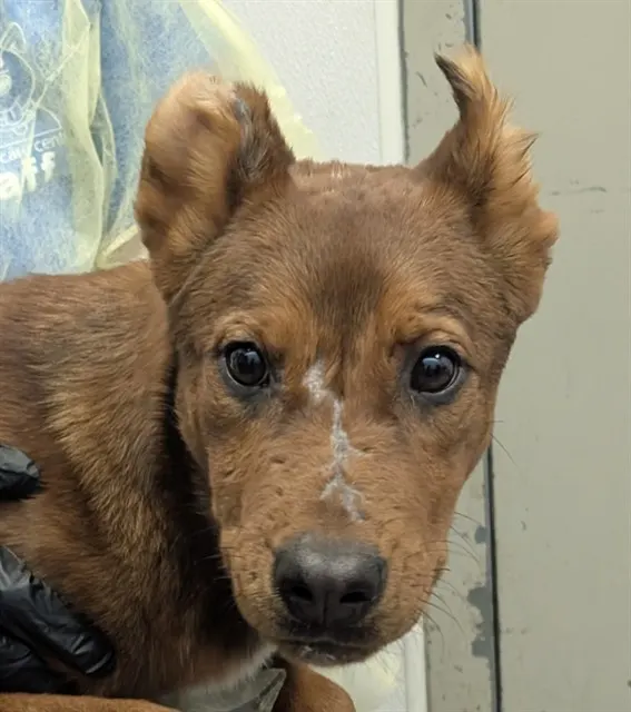 Puppy 1