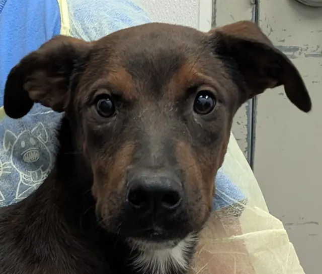 Puppy 2