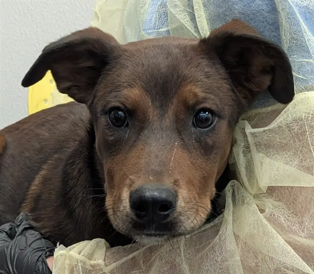 Puppy 3