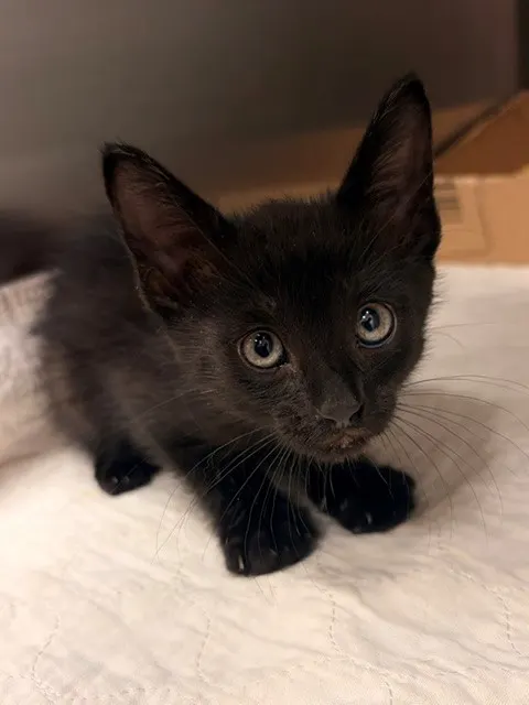 Benji