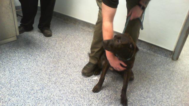 Adoptable Dog