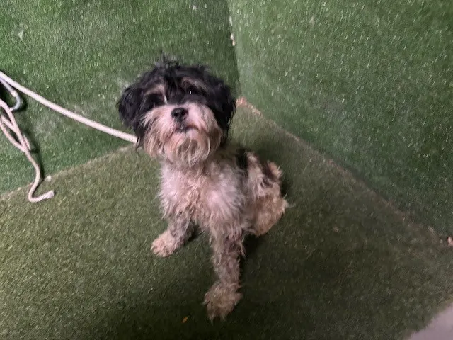 Adoptable Dog