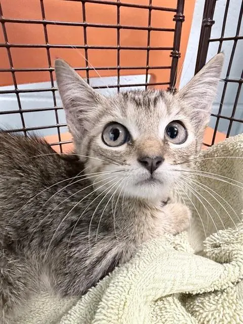 Adoptable Cat