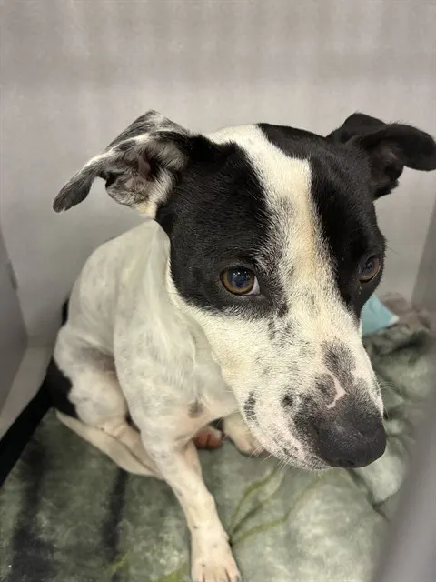 Adoptable Dog