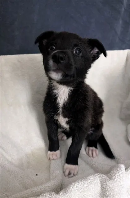 Pup 3