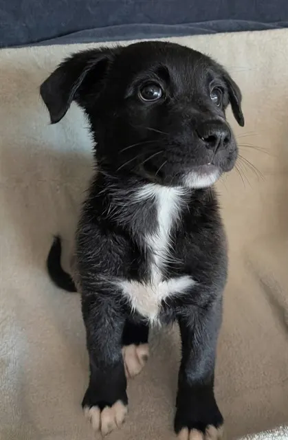 Pup 1