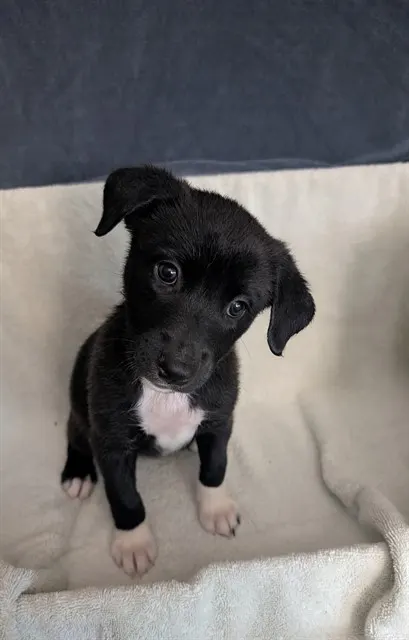 Pup 2