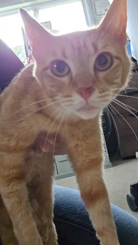 Tikka Masala