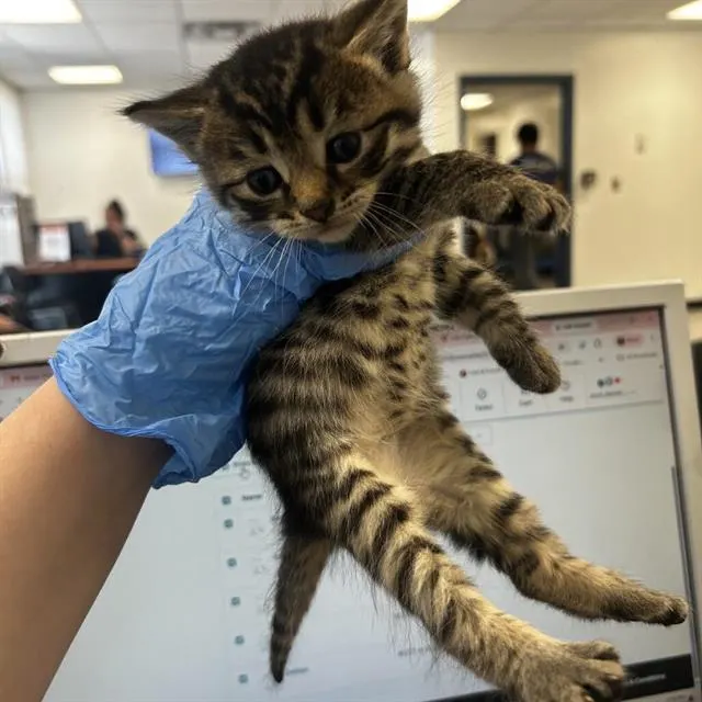Darwin