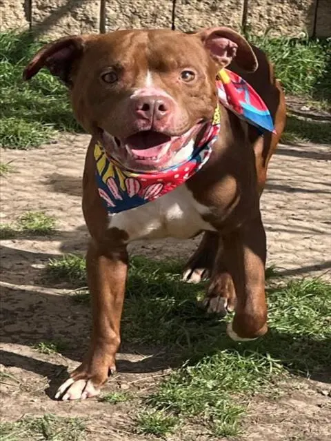 Maximus