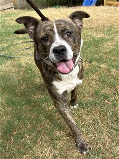 Adoptable Dog