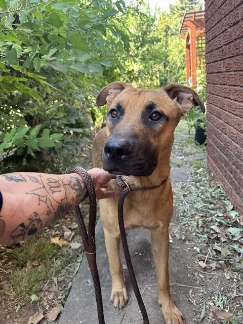 Adoptable Dog