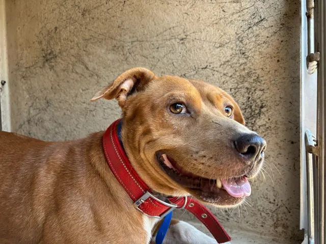 Adoptable Dog