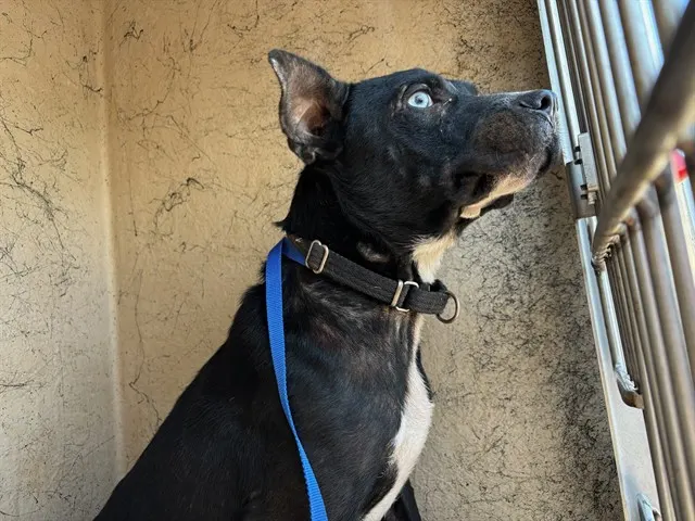 Adoptable Dog